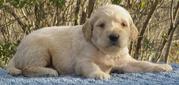 cute labradoodle puppies for rehoming