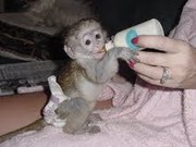 Quality Baby Capuchin Monkey For Adoption.