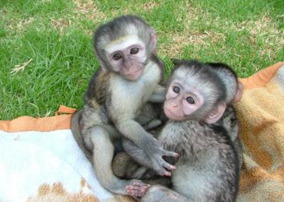 Baby Diapers  Sale on Baby Monkeys For Adoption   Kalgoorlie   Other Pets  Pets For Sale