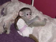 Adorable Capuchin monkeys for adoption