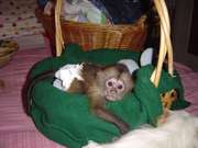 Loving Baby Capuchin Monkeys For Adoption