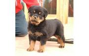  rottweiler puppies for sale