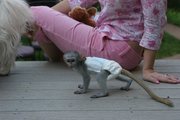 capuchin monkeys for sale