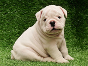 Top Quality Male and Female English Bulldog Puppies
