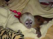  Healthy Male and female Capuchin Monkeys for adoption 